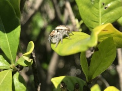 Carrhotus xanthogramma