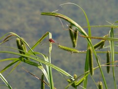Crocothemis erythraea