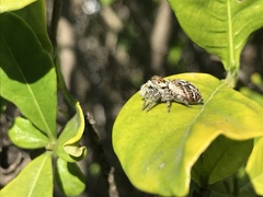 Carrhotus xanthogramma