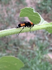 Psorthaspis sanguinea