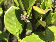Carrhotus xanthogramma
