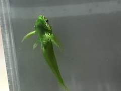 Clinocottus acuticeps