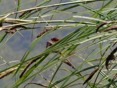 Crocothemis erythraea