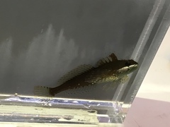 Clinocottus acuticeps