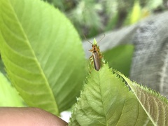 Lycocerus vitellinus