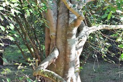 Ficus henneana
