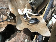 Macroscytus japonensis