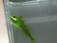 Clinocottus acuticeps