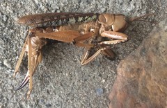 Nastonotus foreli