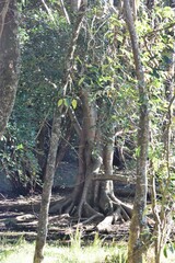 Ficus henneana