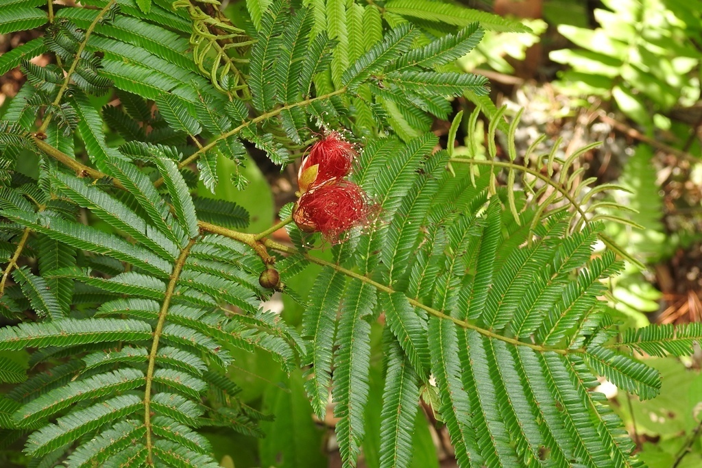 Calliandra juzepczukii