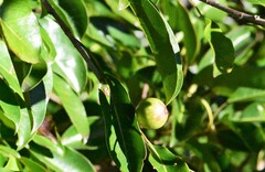 Ficus henneana