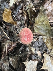 Austroboletus gracilis