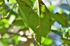 Ficus henneana
