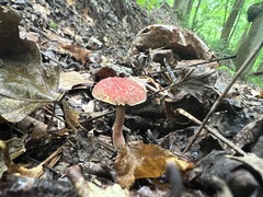 Austroboletus gracilis