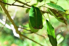 Ficus henneana