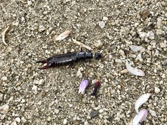 Gonolabis marginalis