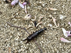 Gonolabis marginalis