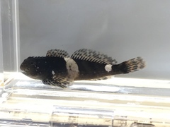 Clinocottus globiceps