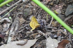 Erastria decrepitaria