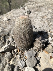 Echinocereus pectinatus