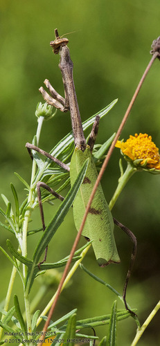 Texas Unicorn Mantis photo 4