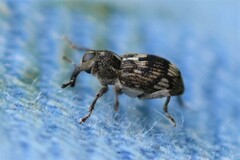 Acoptus suturalis