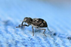Acoptus suturalis