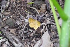 Erastria decrepitaria