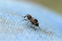 Acoptus suturalis