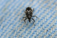 Acoptus suturalis