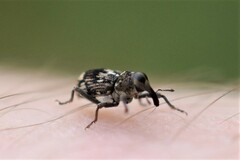 Acoptus suturalis