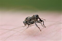 Acoptus suturalis