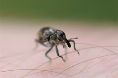 Acoptus suturalis
