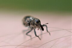 Acoptus suturalis