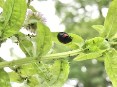 Harmonia axyridis