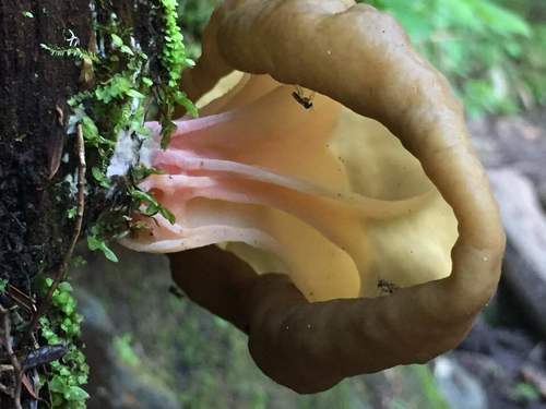 Gyromitra californica image
