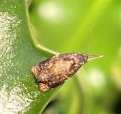 Ditula angustiorana