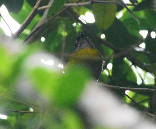 Ashy-throated Chlorospingus (Chlorospingus canigularis), photo 6