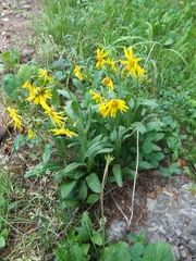 Senecio amplectens