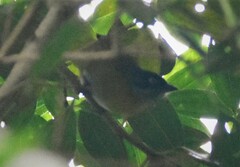 Chlorospingus canigularis