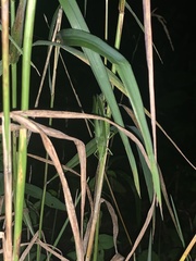 Neoconocephalus nebrascensis