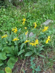 Senecio amplectens
