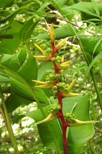 Heliconia spissa, photograph 6