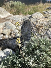 Artemisia hyperborea