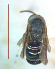 Nannotrigona mellaria