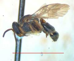 Nannotrigona mellaria