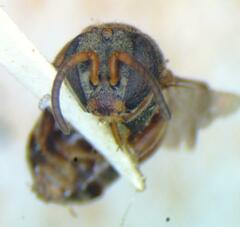 Nannotrigona mellaria