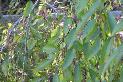 Carpinus kawakamii