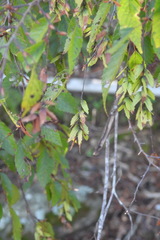 Carpinus kawakamii